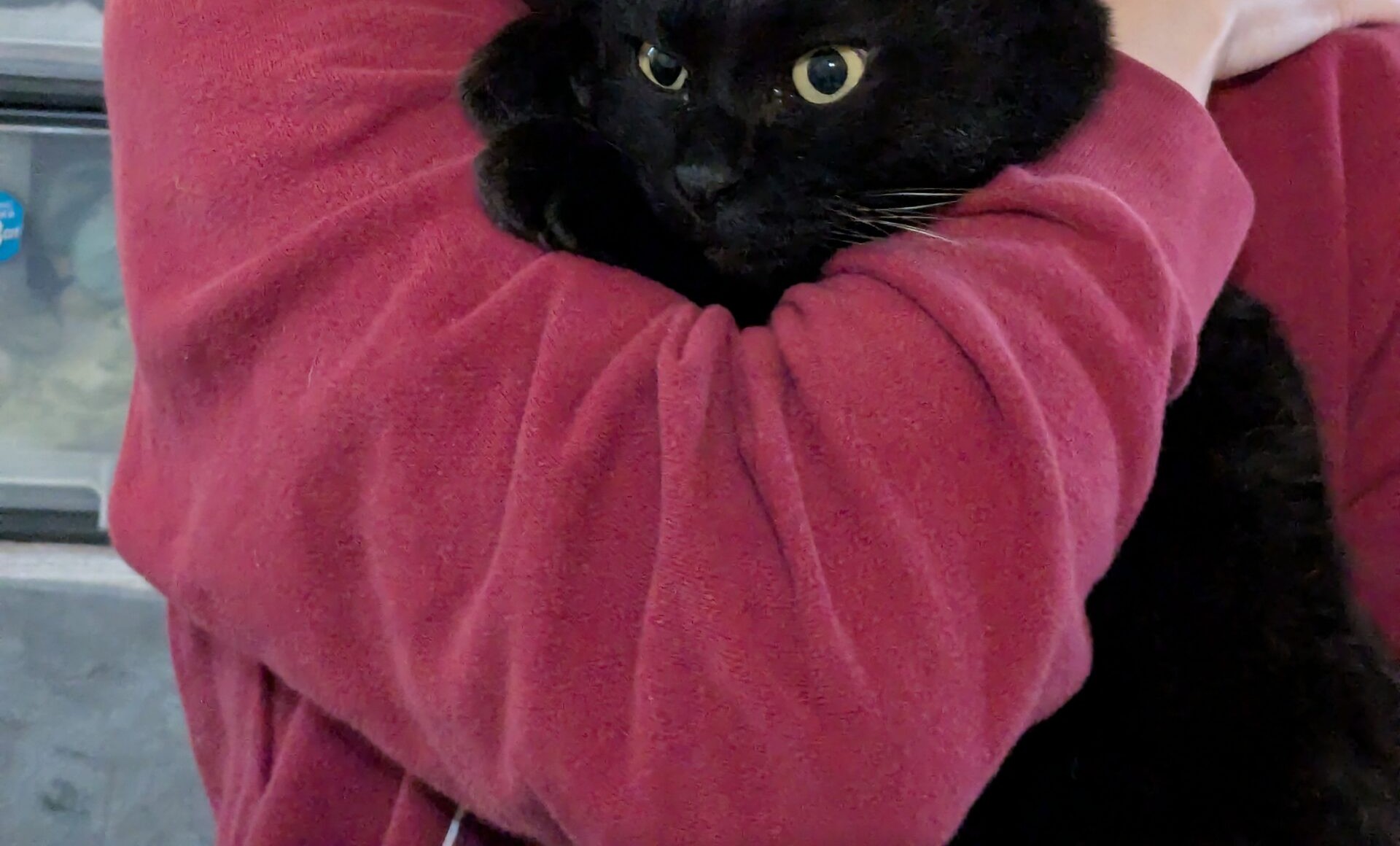 黒猫を抱きしめる様子